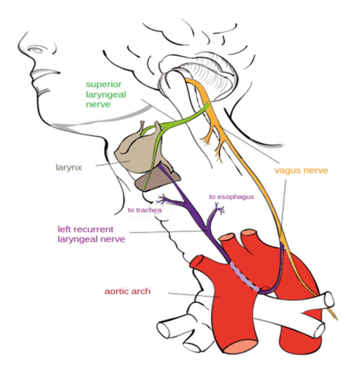 <p>Recurrent laryngeal branch</p>