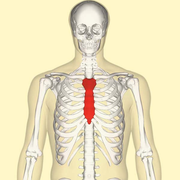 <p>sternum</p>