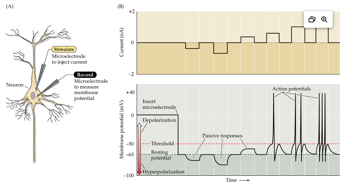 <p>figure 2.2 </p>
