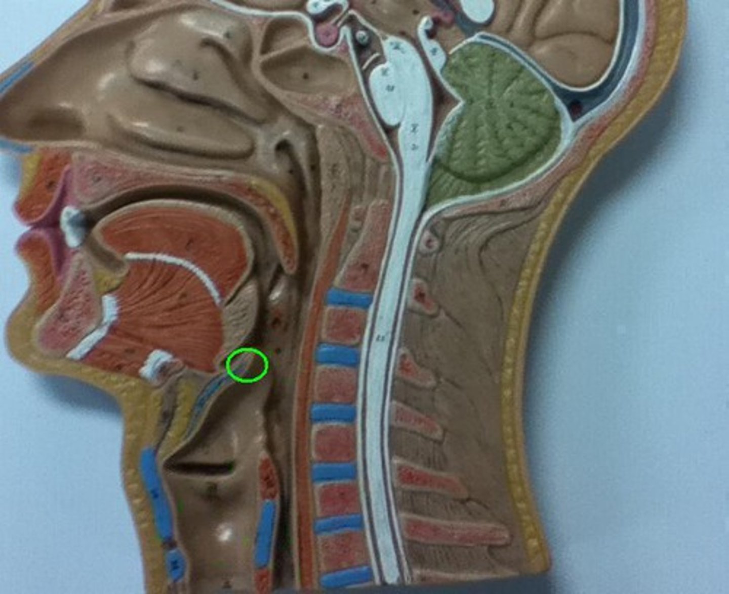 <p>A flap of tissue that seals off the windpipe and prevents food from entering.</p>