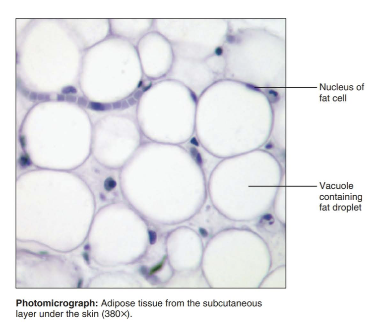 <p>acts as a storage depot for fat</p>
