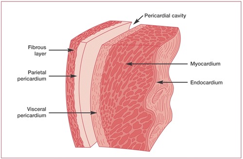 layers of cardiac tissue
