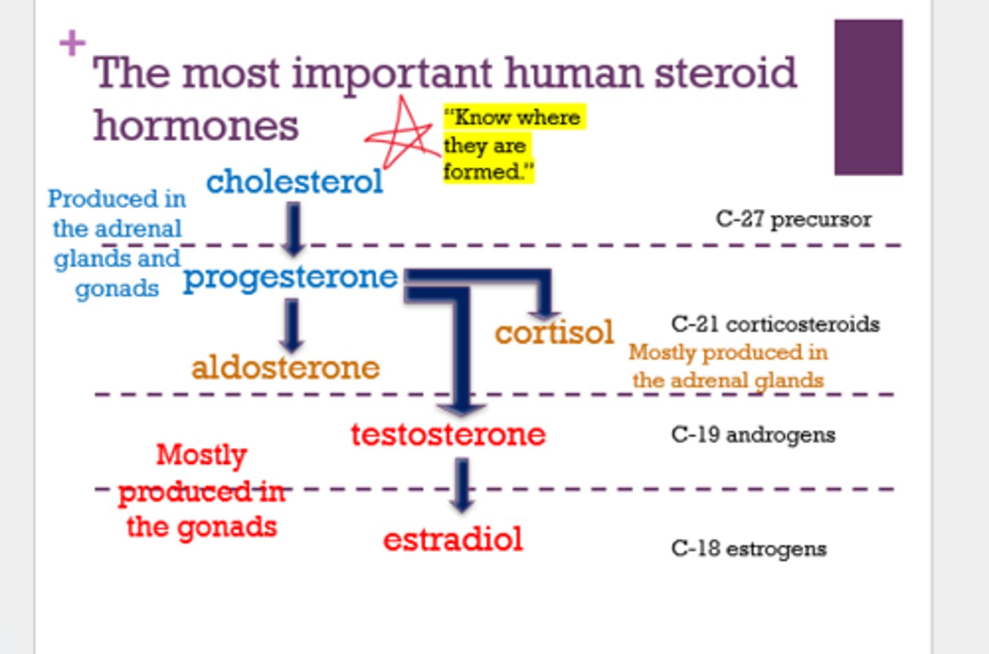 <p>mostly in the adrenal glands</p>