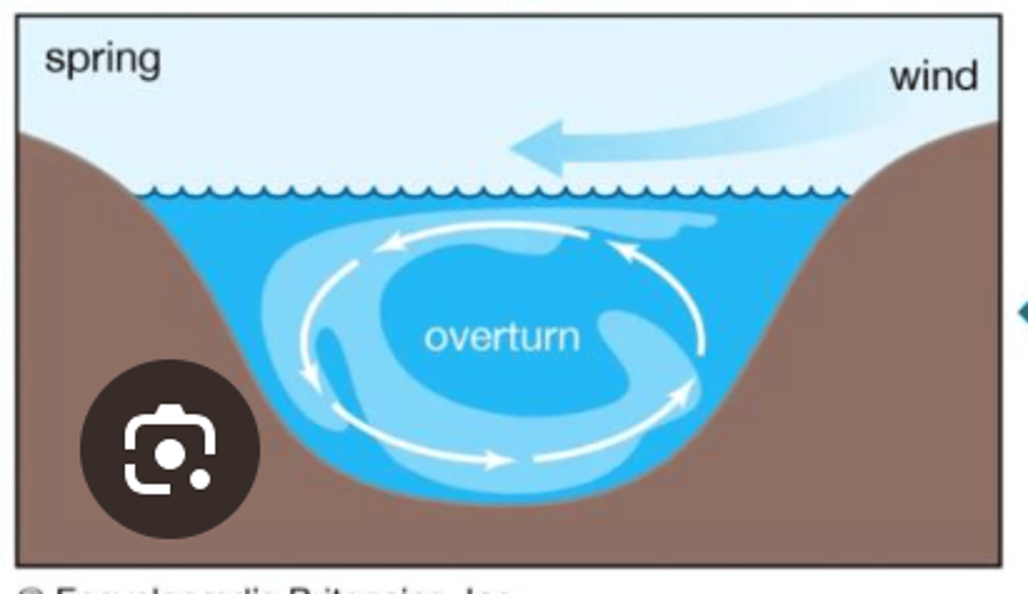 <p>In Fall and Spring when all of the layers of the lake are similar to identical temperatures, which allows the sediments at the bottom of the lake to mix with the sediments from the top layer</p>