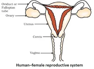 <ul><li><p>by birth each girl has two ovaries, each ovary contains thousands of immature eggs </p></li><li><p>on reaching puberty these eggs starts maturing and get released</p></li><li><p>each ovary alternately releases one eggs approximately every month</p></li><li><p>the released egg is collected into the fallopian tube</p></li><li><p>if the egg is not fertilized in the fallopian tube, every month the walls of the uterus gets lined by blood vessels and tissues in the anticipation of embryo </p></li><li><p> the unfertilized egg lives for one day after that the egg gets dissolved</p></li><li><p>the tissues formed along with the blood slowly breaks and expels out through the vagina </p></li><li><p>this is called menstrual cycle </p></li></ul><p></p>