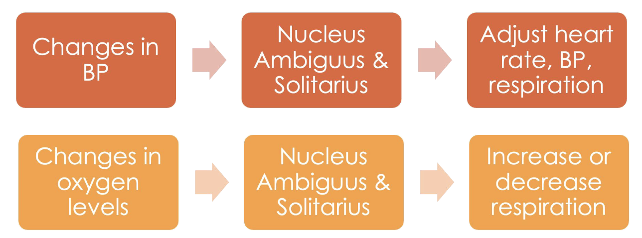 <p>changes in BP &gt; nucleus ambiguus and solitarius &gt; adjust heart rate, BP, respiration <br><br>changes in oxygen levels &gt; nuc. a and s. &gt; increase or decrease respiration<br><br><em>Changes in BP and oxygen levels are received by the nucleus ambiguus and solitarius, which process and relay this information within the brainstem, leading to necessary adjustments</em></p>