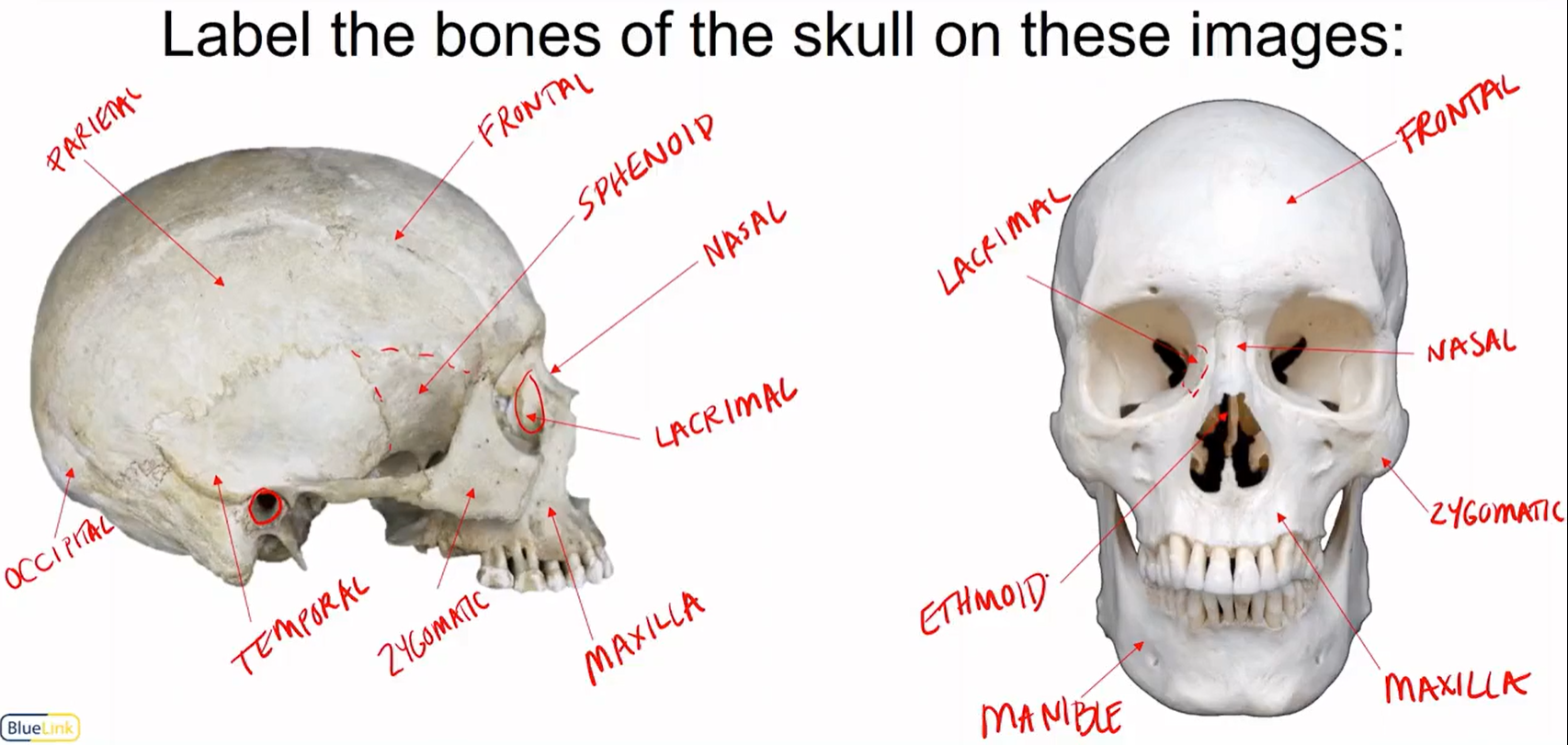 knowt flashcard image
