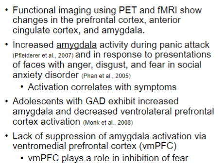 <ul><li><p>PET and fMRI show changes in the prefrontal cortex, anterior cingulate cortex and amygdala</p></li><li><p>increased amygdala activity during panic attacks</p></li><li><p>adolescents with GAD exhibit increased amygdala and decreased ventrolateral prefrontal cortex activation</p></li></ul>