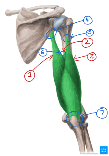 <p>What is this muscle? Label is.</p>