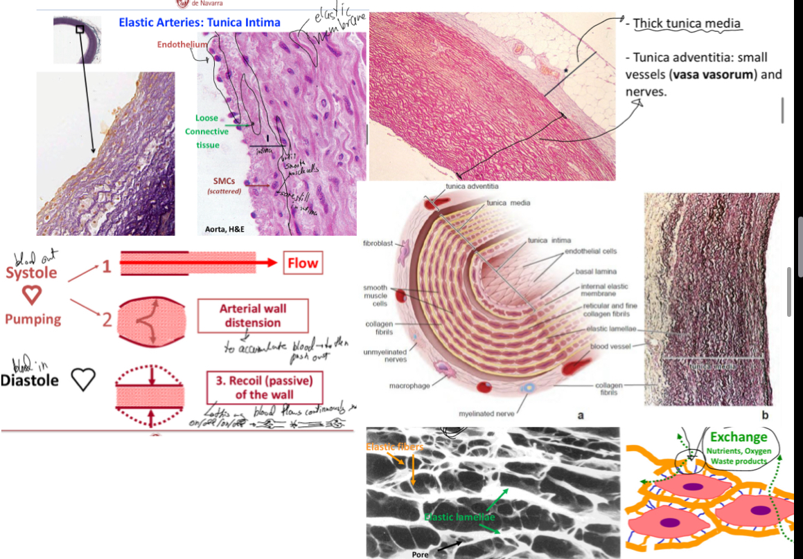 <p>Aorta (oxygenated blood to whole body) and pulmonary (brings oxygenated blood to heart) arteries and their main barnches are elastic arteries. They have:</p><ul><li><p>Thick tunica media</p></li><li><p>Tunica media has small vessels (vasa vasorum) and nerves (nervi vascularis)</p></li><li><p>It has multiple layer of smooth mucle cells separated by elastic lamellae (seen in histology as thick and concentric sheaths)</p></li><li><p>The elastic lamellae are fenestrated to facilitate the diffusion of subtances within the arterial wall— the number and thickness of these is related to blood pressure and age.. they aid in elasticity</p></li><li><p>Collagen fiber and elastic fibers and ground subatnce (poretoglycans), synthesized and secreted by smooth muscle cells</p></li><li><p>Arterial wall distension and recoil to maintain a continous flow of blood (think of vid shown in class of the balloon and the hose)</p></li></ul><p></p>