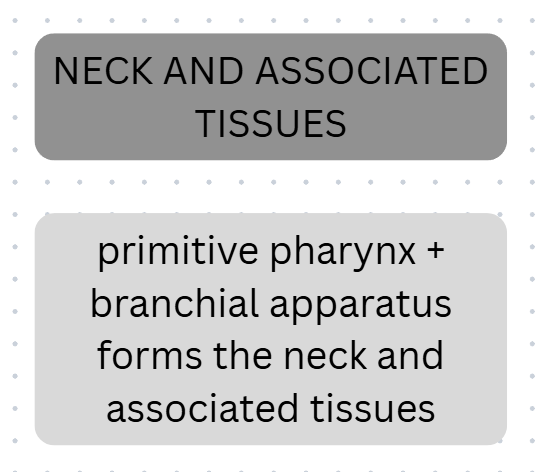 <p>primitive pharynx + branchial apparatus = neck and associated tissues</p>