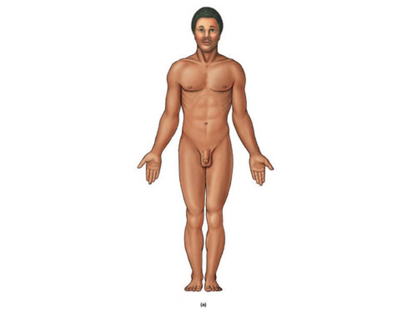 <p>erect, feet forward, arms at side with palms facing forward, head facing forward</p>