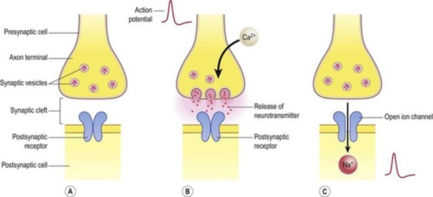 <p>True. The Calcium mechanisms that are used to trigger neurotransmitter release from vesicles can also be used for most Protein Hormones stored in vesicles.</p>
