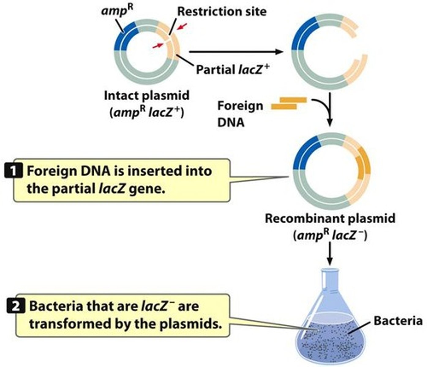 <p>A transgenic organism is one that has been genetically altered to carry genes from another species.</p>