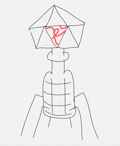 <p>what is the name of this basic virus shape?</p>