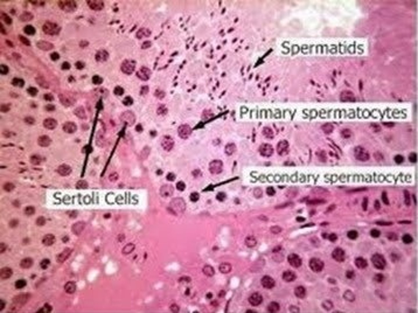 <p>Sertoli cells</p>