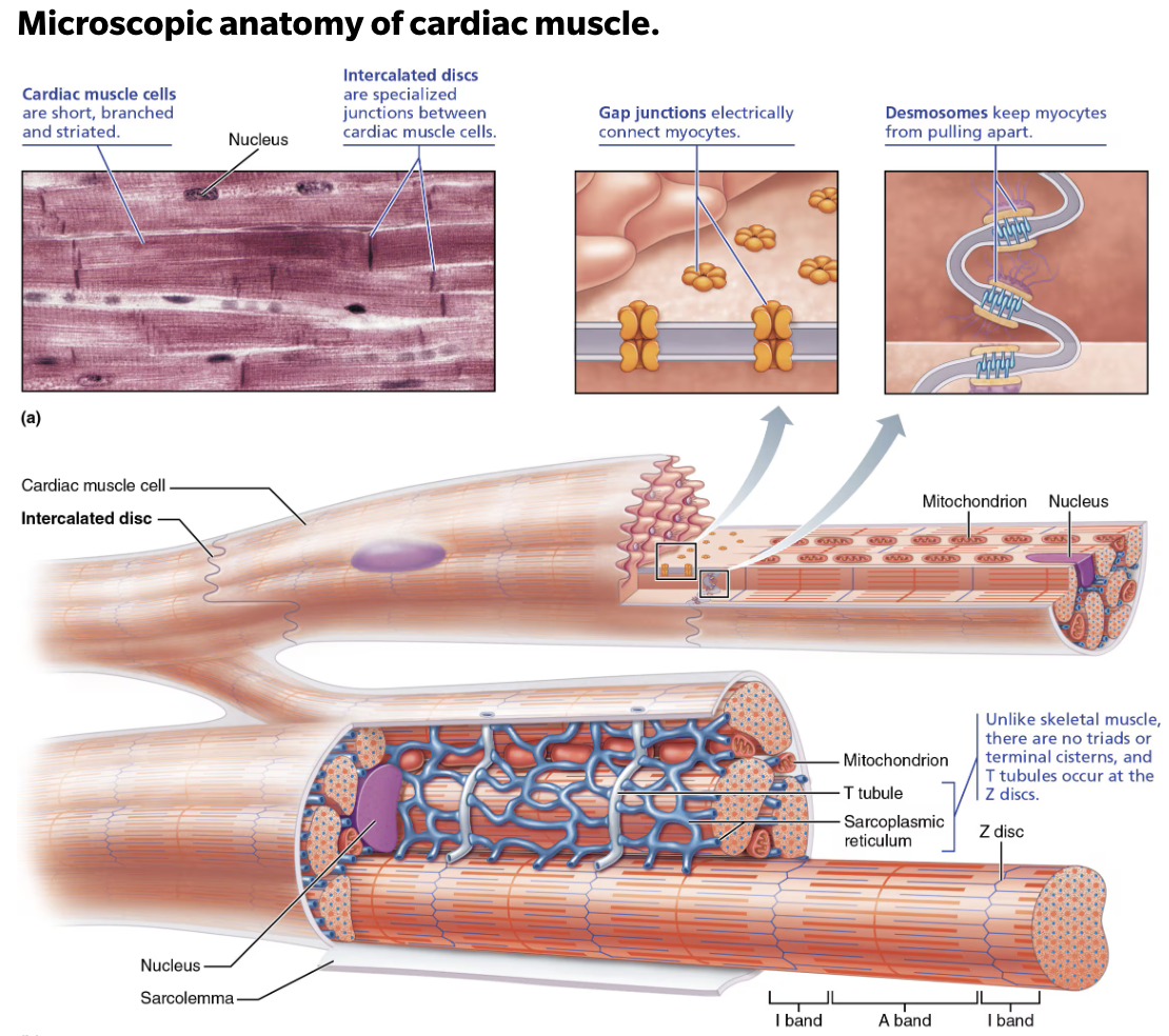 <p> <strong>CARDIAC MUSCLE&nbsp;</strong></p><ul><li><p><span style="color: green;"><strong>Yes</strong></span></p></li></ul><p><strong>SKELETAL MUSCLE&nbsp;</strong></p><ul><li><p><span style="color: red;"><strong>No </strong></span></p></li></ul><p></p>