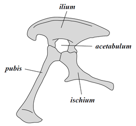 pelvis of…