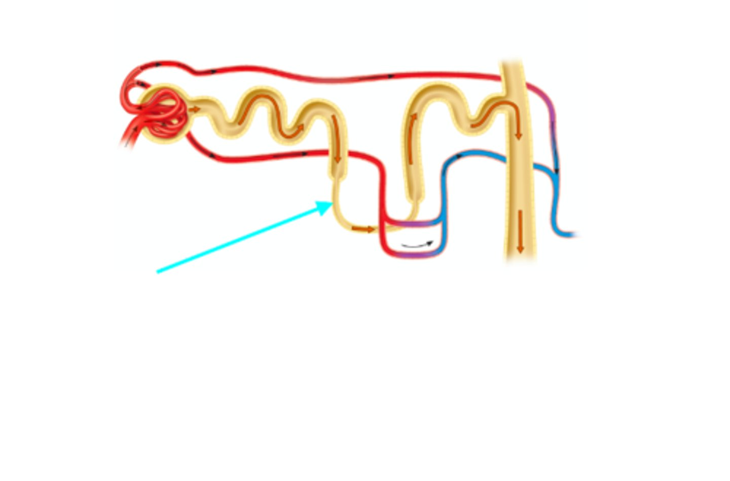 <p>What structure of the kidneys is the blue arrow pointing at?</p>