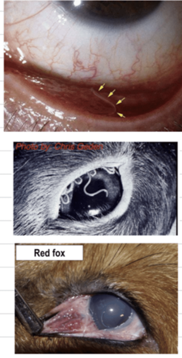 <p>what parasite has infected these animals? what is this disease called?</p>