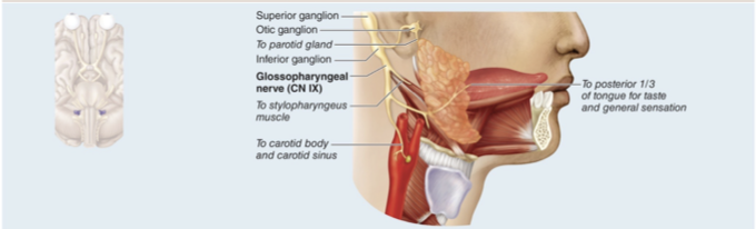 <ul><li><p>Mixed nerve that controls taste and touch from tongue; control of pharynx muscle </p></li><li><p>Receives taste and touch sensations from posterior one-third of the tongue, innervates one pharynx muscle and the parotid salivary gland </p></li></ul><p></p>