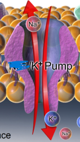 <p>Potassium (K+) Pumping:</p>