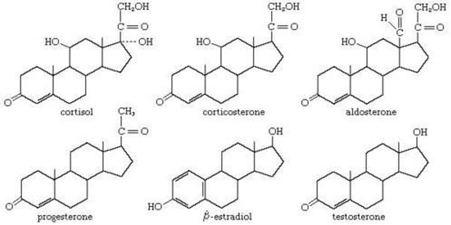 <p>hormone class</p><p>- derived from: cholesterol</p><p>- synthesized in: adrenal cortex, gonads, placenta</p><p>- stored: not stored</p><p>- released: upon synthesis by diffusion out of the cell</p><p>- solubility: lipid soluble, bound to binding proteins in plasma (not free)</p><p>- t1/2: 20 min-24 hrs (binding proteins extend)</p><p>- receptor: intracellular (cytosolic or nuclear)</p><p>> crosses plasma membrane</p><p>- ex: reproductive hormones, cortisol, vit D</p>