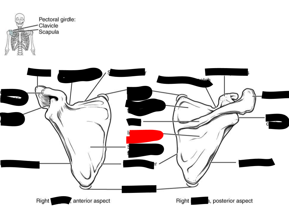 <p>scapula</p>