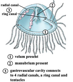 <p><span><span>¨</span></span><span style="font-family: "Times New Roman"; line-height: normal; font-size: 7pt;"><span> </span></span><span style="font-family: "Times New Roman", serif;"><span>Velum = shelf-like area at the bottom of the bell</span></span></p><p class="MsoListParagraphCxSpMiddle"><span><span>¨</span></span><span style="font-family: "Times New Roman"; line-height: normal; font-size: 7pt;"><span> </span></span><span style="font-family: "Times New Roman", serif;"><span>Manubrium = bell clapper (uvula)</span></span></p><p class="MsoListParagraphCxSpMiddle"><span><span>¨</span></span><span style="font-family: "Times New Roman"; line-height: normal; font-size: 7pt;"><span> </span></span><span style="font-family: "Times New Roman", serif;"><span>Ring canal runs along all of the base of the circumference</span></span></p><p class="MsoListParagraphCxSpLast"><span><span>¨</span></span><span style="font-family: "Times New Roman"; line-height: normal; font-size: 7pt;"><span> </span></span><span style="font-family: "Times New Roman", serif;"><span>Nutrients in from mouth to gastrovascular cavity then flow down radial canal to ring canal and through tentacles</span></span></p>