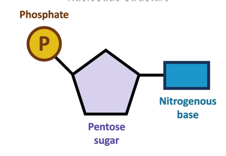 <p>Component of nucleotide</p>