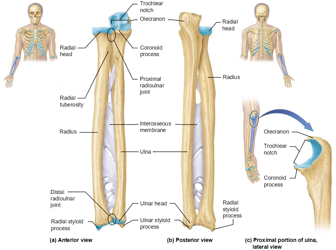 <ul><li><p>Bones: radius &amp; ulna</p></li><li><p>Articulate together at radioulnar joint</p></li><li><p>Articulate distally with carpal bones</p></li><li><p>Interosseous membrane: connects both bones</p></li></ul><p></p>