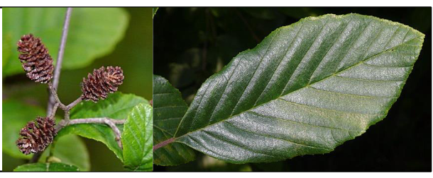 <p>Betulaceae</p><p>Alnus Serrulata</p>