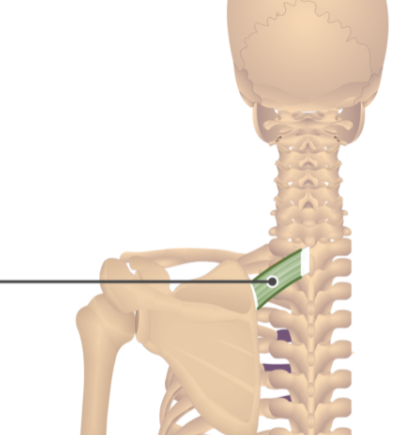 <p>Rhomboid Minor</p>