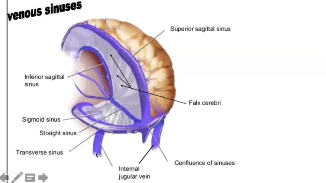 <p>smaller vessels go to superior sagittal sinus. straight sinus and transverse sinus work the same way. all flow together out of the jugular vein.f</p>