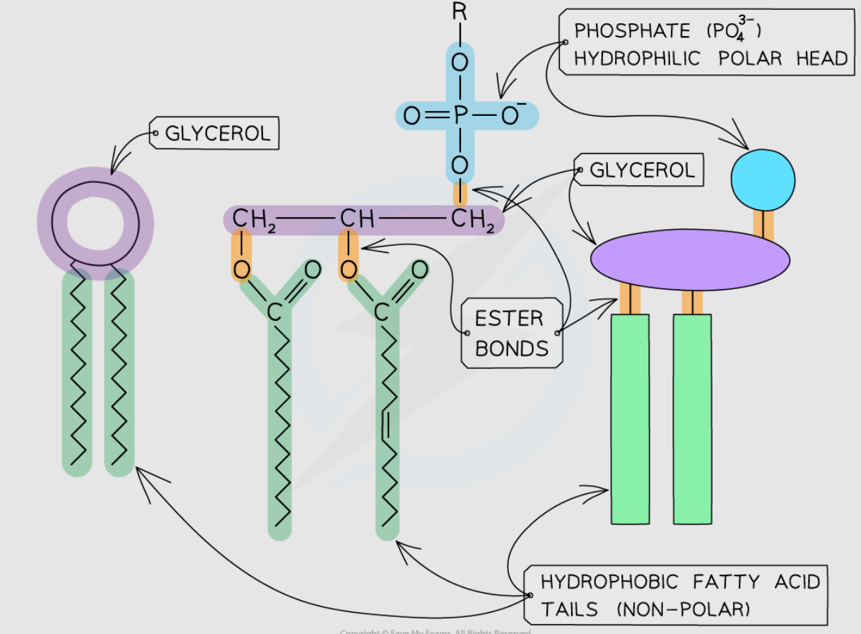 <ul><li><p>Core structure of bilayer.</p></li><li><p>Movement of phospholipids → drives movement of other components.</p></li><li><p>Hydrophobic barrier prevents passage of water-soluble substances.</p></li></ul><p></p>