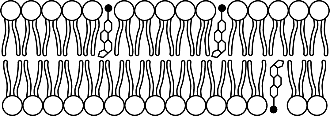 <p>Model 4 because <span>the polar head of the cholesterol would interact with the polar heads of the phospholipids. The nonpolar regions of the cholesterol molecules would interact with the hydrophobic interior of the phospholipid bilayer</span></p>