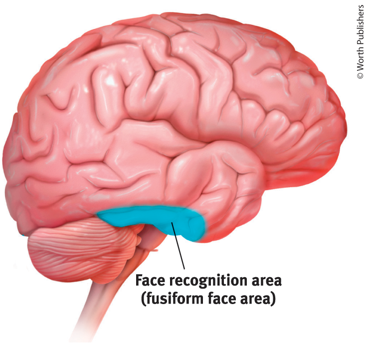<p>Fusiform Face Area</p>