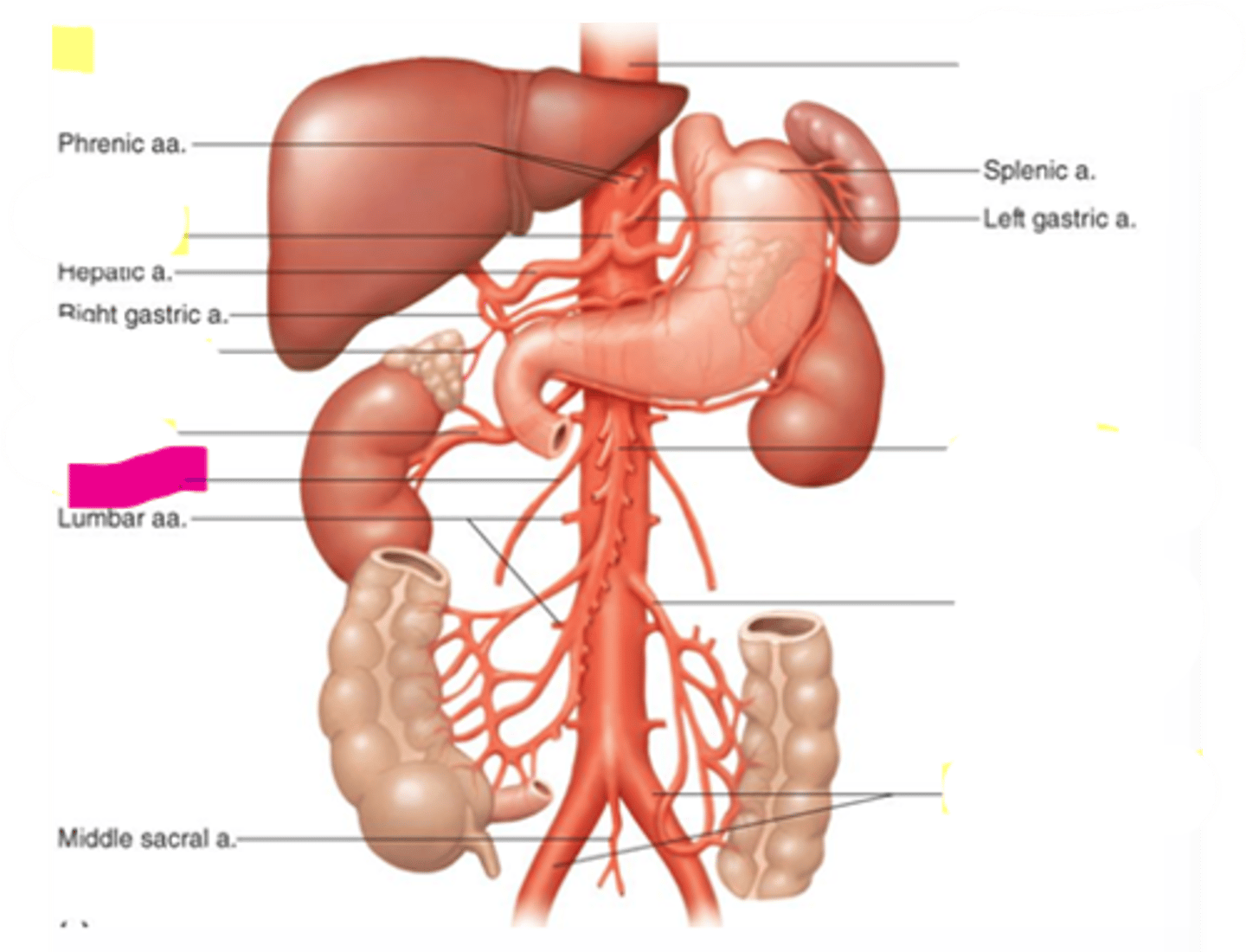 knowt flashcard image