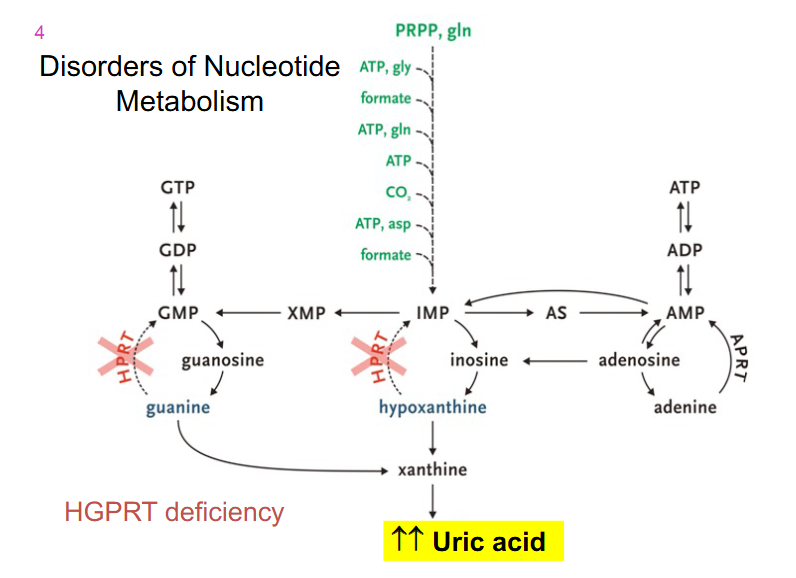 <p>- HGPRT deficiency</p>