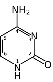 <p><strong>structure of cytosine</strong>:</p>