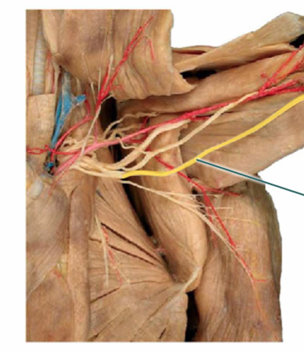 <p>What is the name of the yellow highlighted nerve?</p>