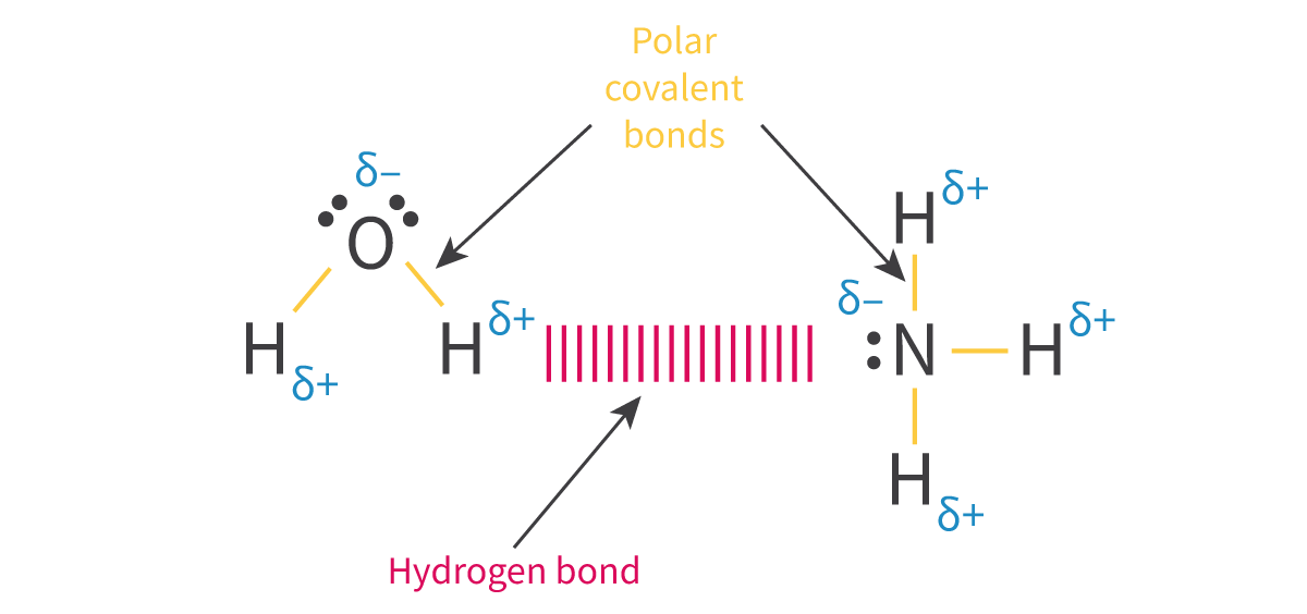 <ol type="1"><li><p><strong>Hydrogen bonding</strong>: The intermolecular attraction between two molecules which both contain a <u>______</u> bonded to a <u>highly ________ element</u> such as oxygen, fluorine or nitrogen</p><ol type="a"><li><p>Requirements:</p><ol type="i"><li><p>Hydrogen bonded to a _____ element</p></li><li><p>____ element must have a ___-_____ pair of electrons</p></li><li><p>Very significant electronegativity _______ between H and FON --&gt; Hydrogen can have strong ẟ+, which is only amplified by the fact that hydrogen has no inner electrons to shield the nucleus's pull --&gt; ẟ+ hydrogen very attracted to ___-bonding pairs of electrons on neighbouring molecules</p></li></ol></li></ol></li></ol><p></p>