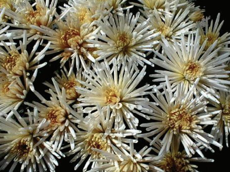 <p>What  <strong>Type</strong> This Flower?</p>