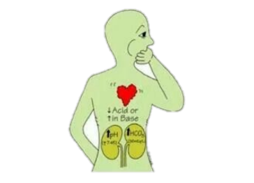 <p>What happens deamination occurs at high rates?</p>