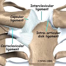 <p>• Sternoclavicular</p><p>• Costoclavicular</p>