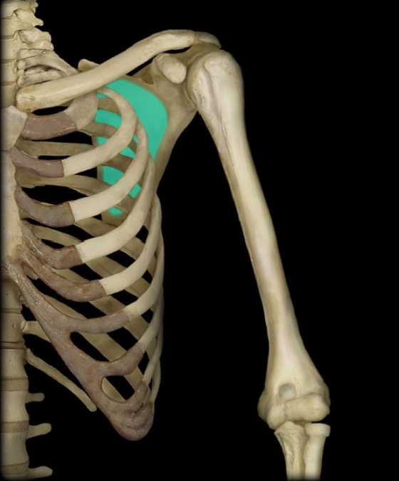 <p>Provides attachment for the subscapular muscle</p>