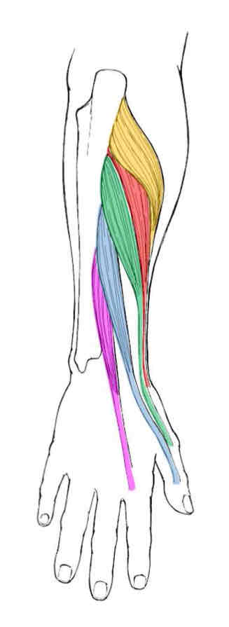 <p>Deep Posterior Forearm Muscles</p>
