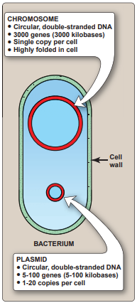 <p>Plasmid</p>