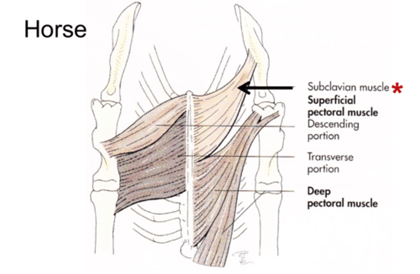 <p>- O: Cranial part of the lateral surface of the sternum in the horse; cartilage of the first rib in ruminants</p><p>- I: Aponeurosis which covers the dorsal part of the supraspinatus m., and the scapular fascia in the horse; medial surface of the brachiocephalicus near the clavicular intersection in ruminants</p><p>- Inn: Pectoral nn.</p><p>- A: In the horse - adduct and retract the thoracic limb, when limb is advanced and fixed, draw the trunk cranially</p>