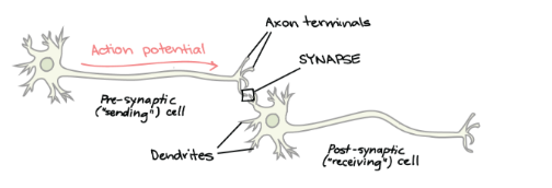 <p><span>What is a synapse? How does it work?</span></p><p></p>